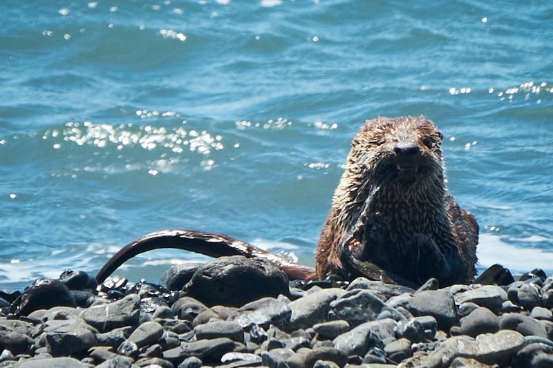 otter closeup