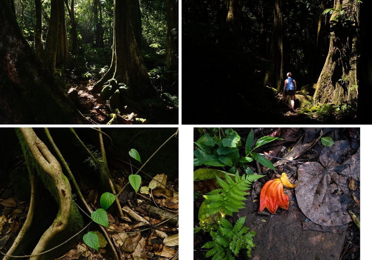 jungle storytelling photos